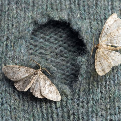 Moth Prevention Guide  How To Protect Your Merino Wool - Woolday